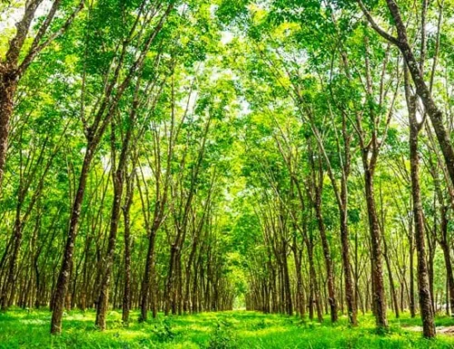 Natural resource management